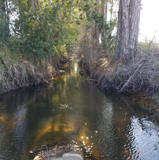 The Connection Between Gopher Tortoises and Wetland Conservation