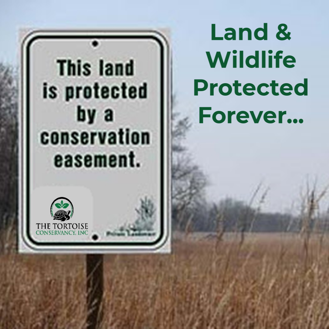 SaveTheTortoises.org | "Are You Turtley Enough?" t-shirt fundraiser