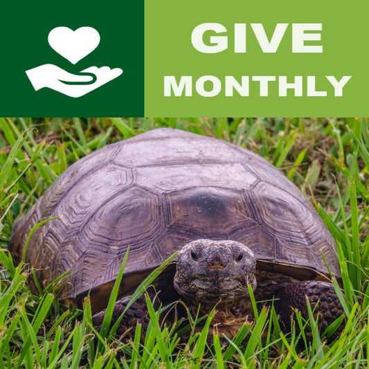 Monthly Support SaveTheTortoises.org