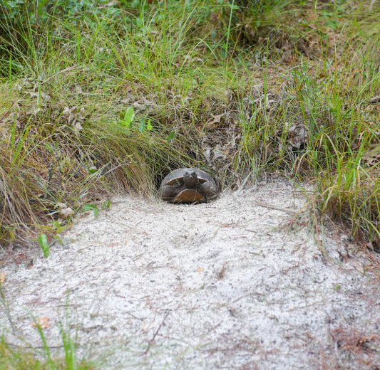 The Role of Soil in Gopher Tortoise Survival