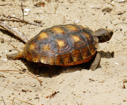 Climate Change and the Future of Gopher Tortoises