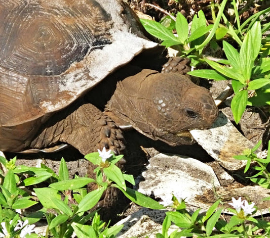 What’s on the Menu? Diet and Nutrition of Gopher Tortoises