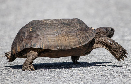 Protecting Gopher Tortoises from Roads and Urban Expansion