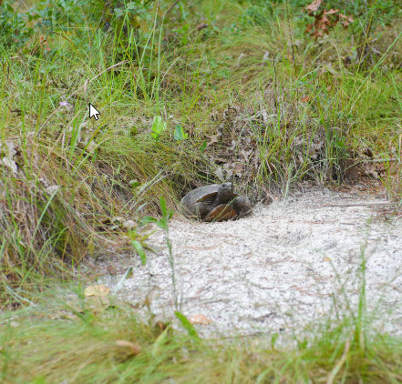 The Cultural Importance of Gopher Tortoise Habitats