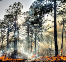 Prescribed Burns: Fire as a Tool for Habitat Renewal