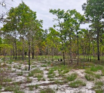 Invasive Species — A Silent Threat to Gopher Tortoise Habitats