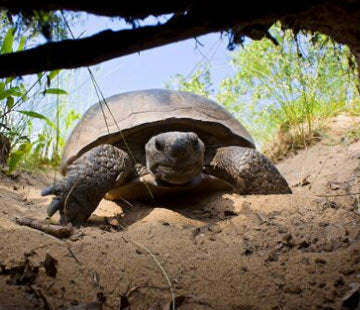 The Secret Lives of Gopher Tortoises: A Day in the Burrow