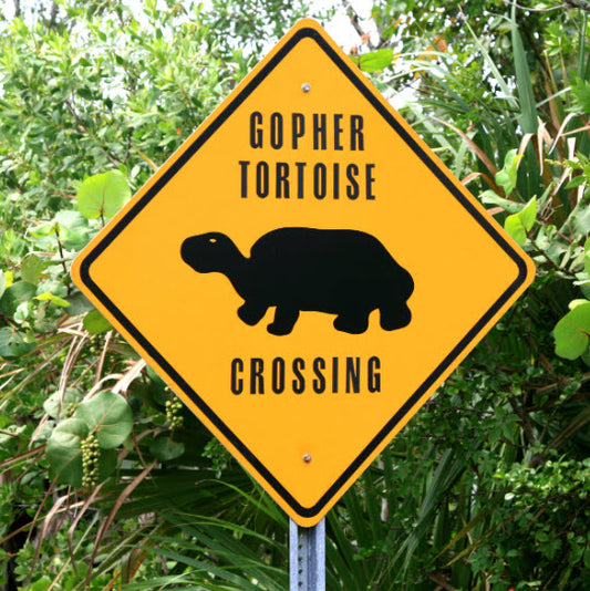 A Look Back: The History of Gopher Tortoise Conservation