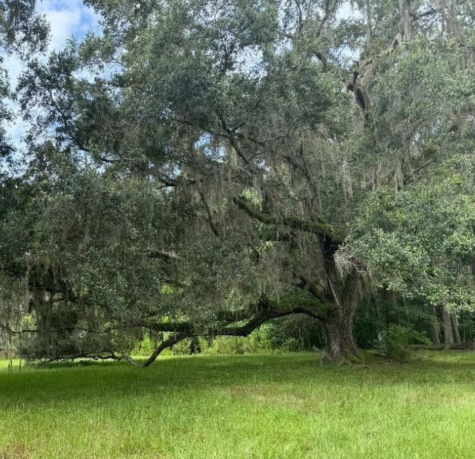 Securing Land for the Future: How Recipient Sites Protect Gopher Tortoises