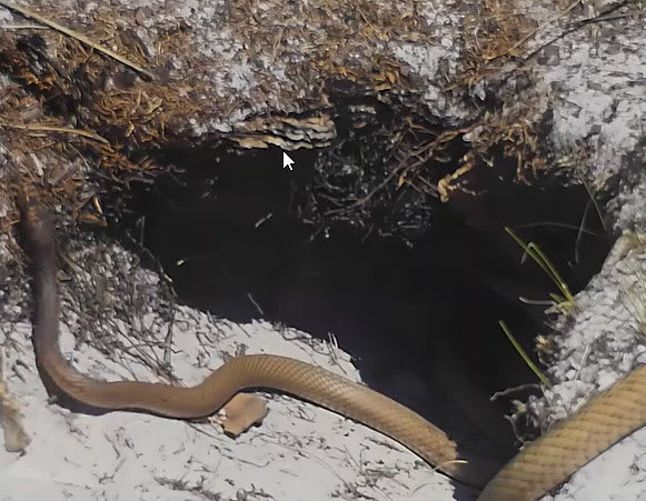 Gopher Tortoises: Guardians of Biodiversity