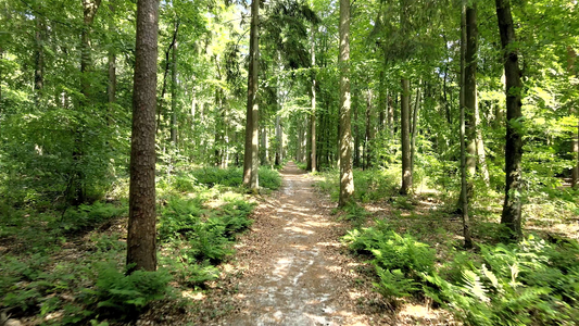 Creating Wildlife Sanctuaries: The Future of Gopher Tortoise Conservation