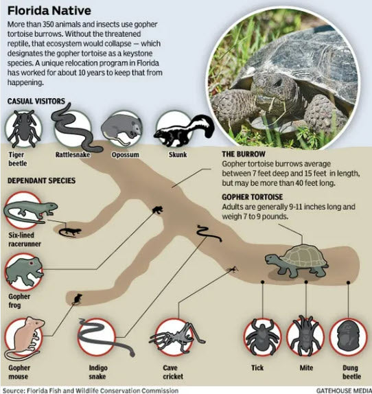 The Essential Role of Gopher Tortoises in Ecosystem Engineering