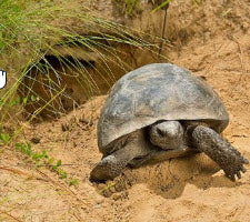 The Science of the Burrow: How Gopher Tortoises Shape Microhabitats