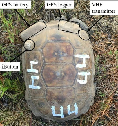 Tracking Gopher Tortoises: Research and Technology