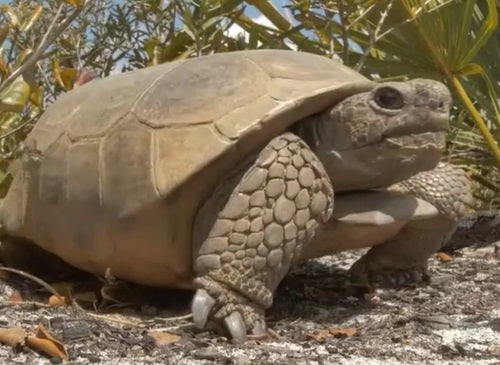 Relocation Done Right: Best Practices for Recipient Sites