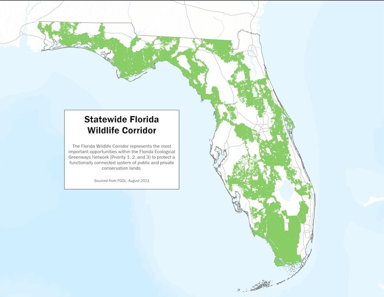 The Importance of Wildlife Corridors for Gopher Tortoise Habitats
