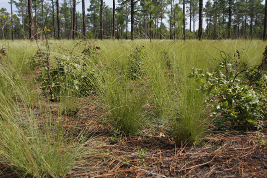 Why Preserving Native Plant Species Matters for Gopher Tortoise Habitats