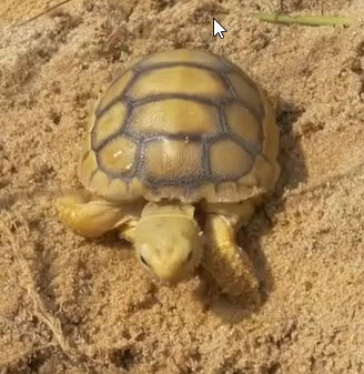 From Hatchling to Adult: The Life Stages of Gopher Tortoises – The ...