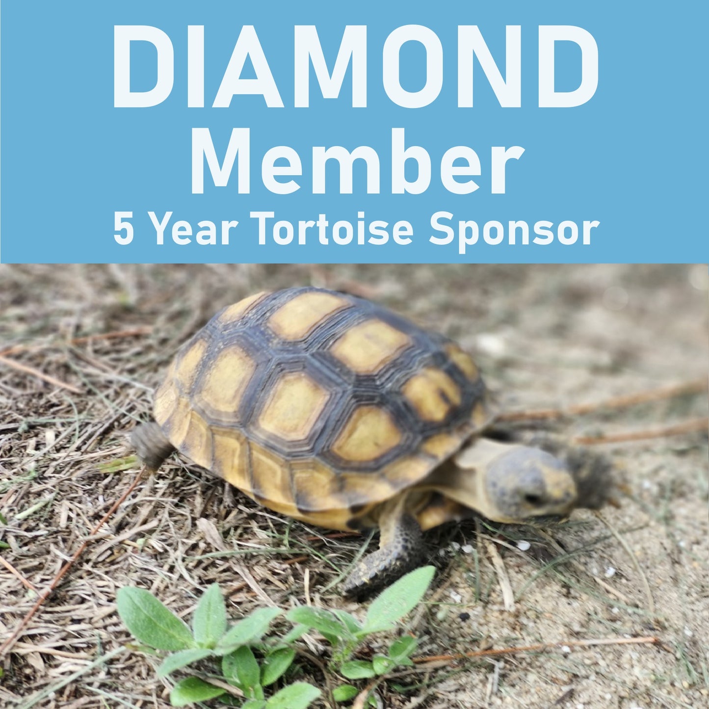 B) DIAMOND Member 5 Year Tortoise Sponsorship