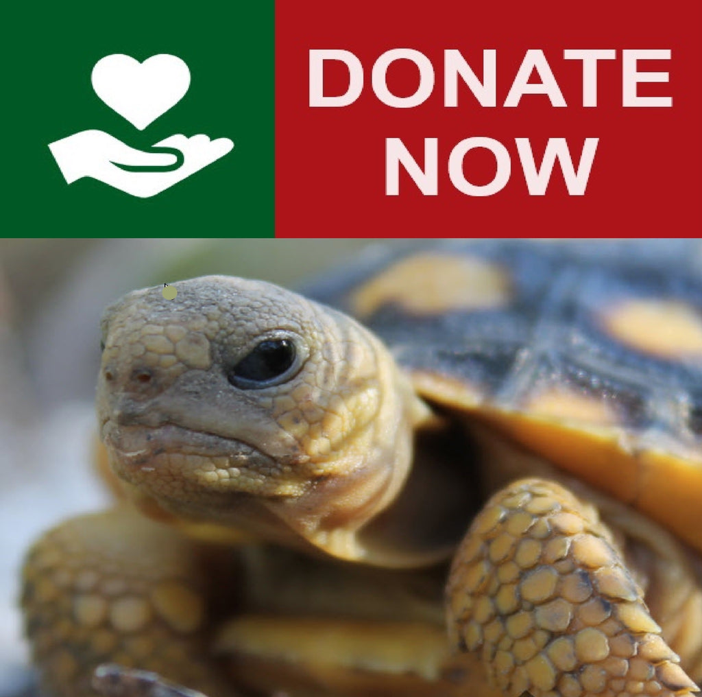 $100 Donation | Support The Tortoise Conservancy