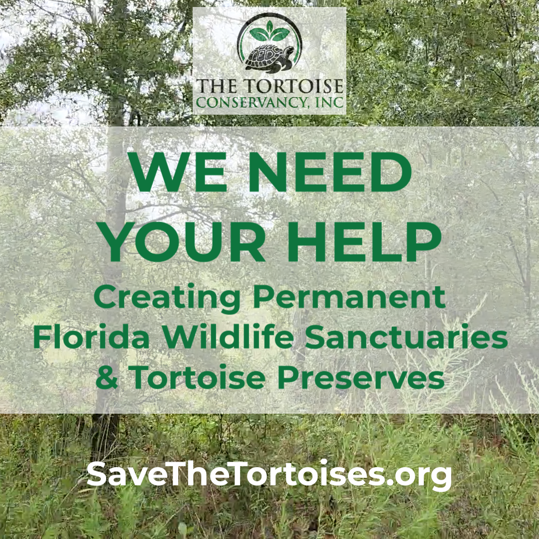 Year End Support | "Turtley Enough?" t-shirt fundraiser