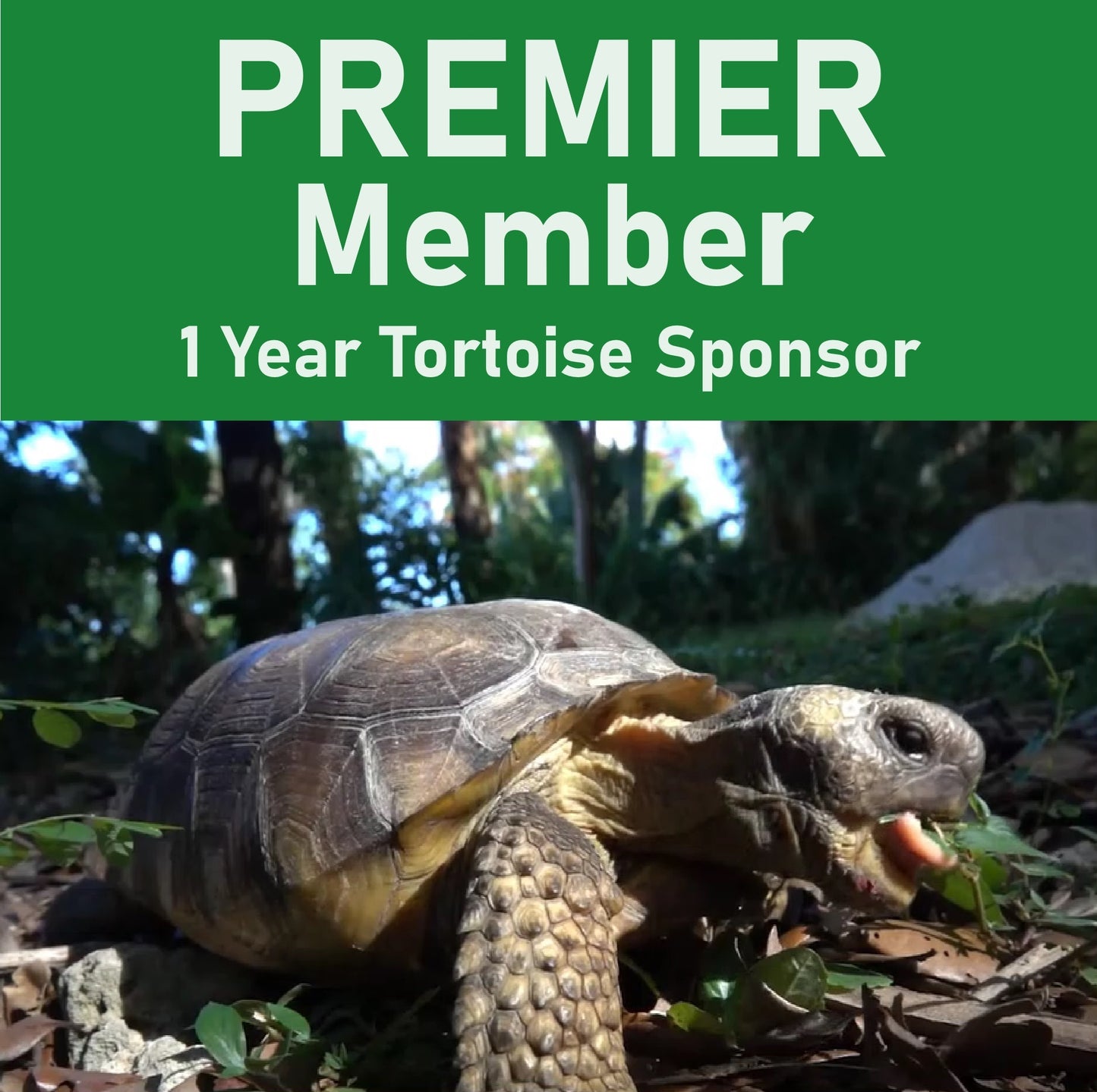 A) PREMIER Member 1 Year Tortoise Sponsorship