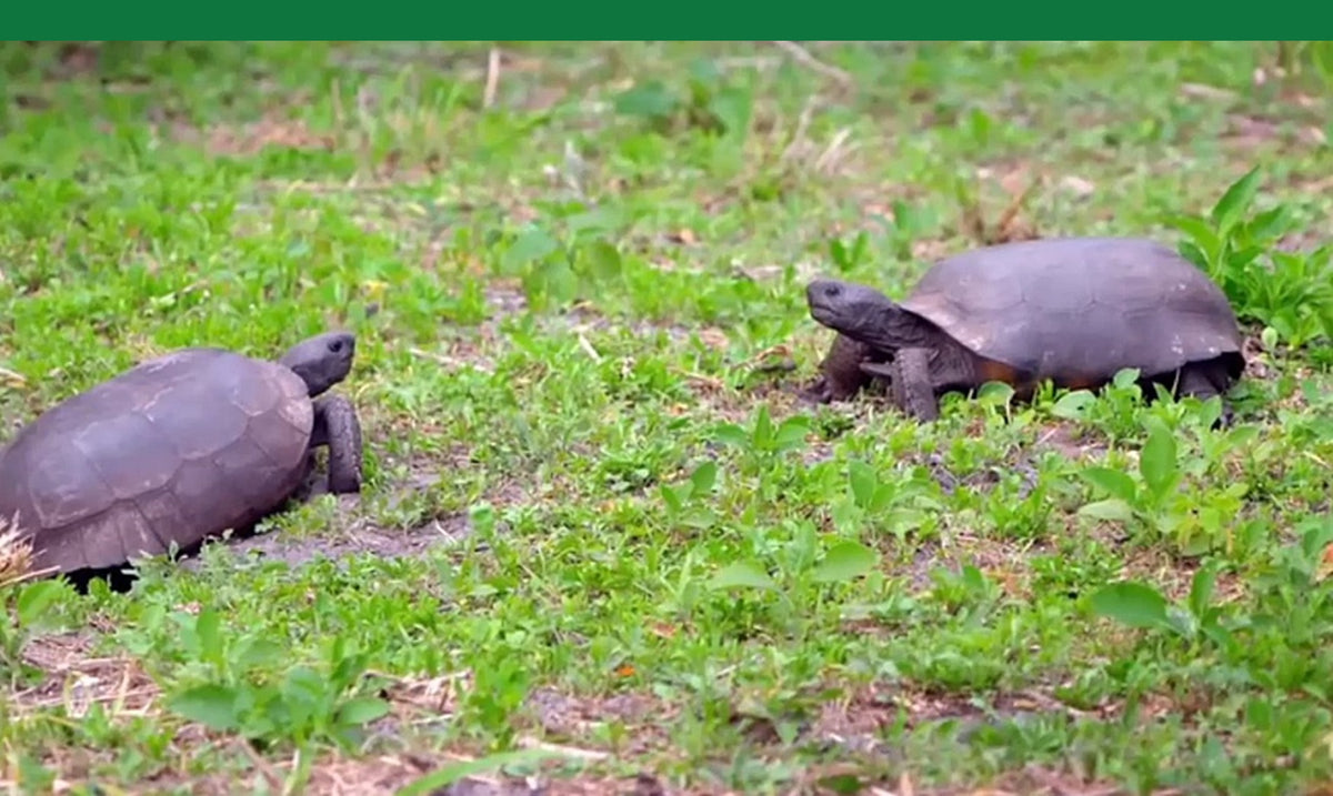The Tortoise Conservancy | Save The Gopher Tortoises